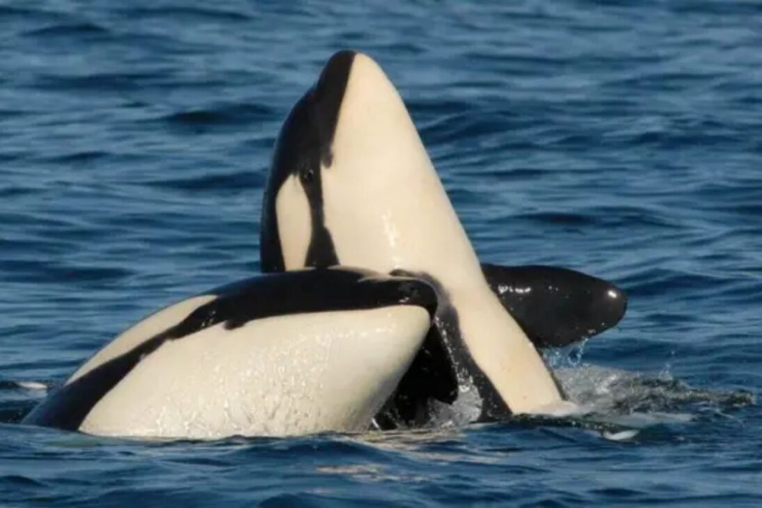 orcas cazan en grupo, cercan ballenas y tiburones e incluso invaden playas; en el océano, lengua y hígado se convierten en objetivo y explican por qué casi no tienen rivales.