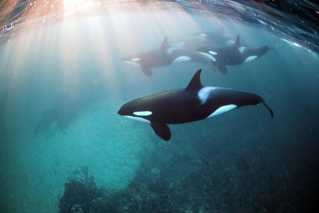orcas cazan en grupo, cercan ballenas y tiburones e incluso invaden playas; en el océano, lengua y hígado se convierten en objetivo y explican por qué casi no tienen rivales.
