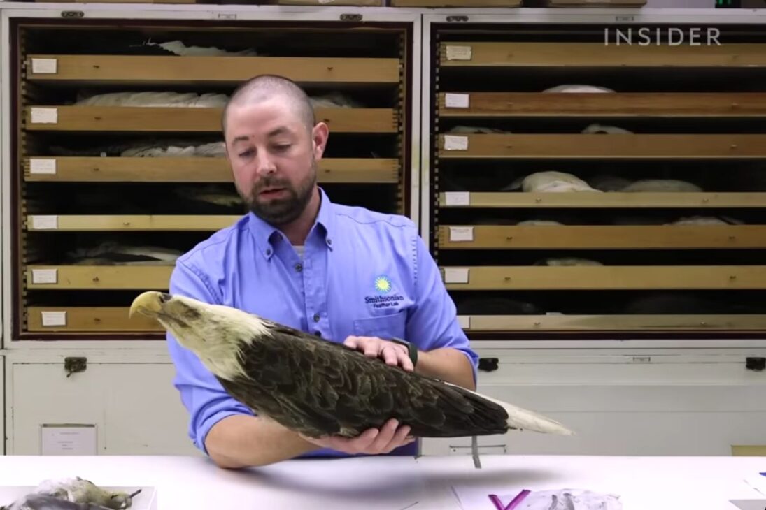 Smithsonian mantiene colección de aves congeladas y embalsamadas para investigación y colisiones, preservando pieles y datos por siglos en Washington.