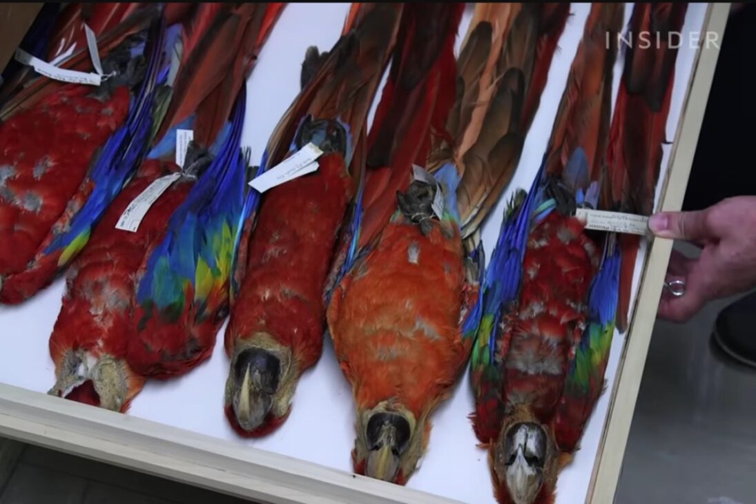 Smithsonian mantiene colección de aves congeladas y empalhadas para pesquisa e colisões, preservando peles e dados por séculos em Washington.