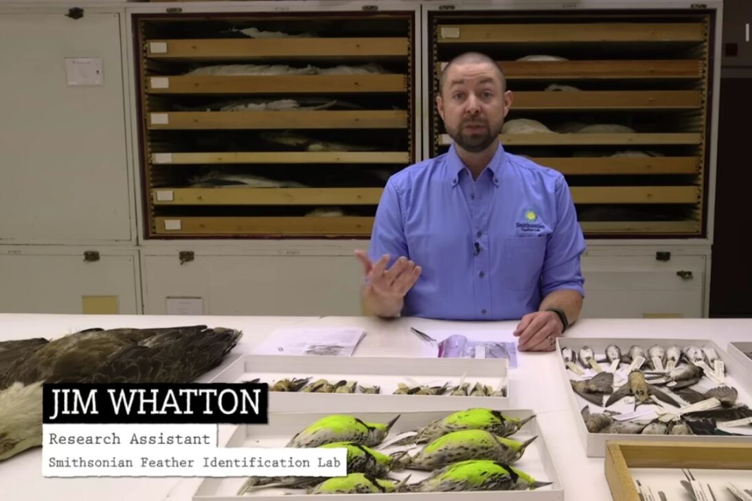 Smithsonian mantiene colección de aves congeladas y embalsamadas para investigación y colisiones, preservando pieles y datos por siglos en Washington.