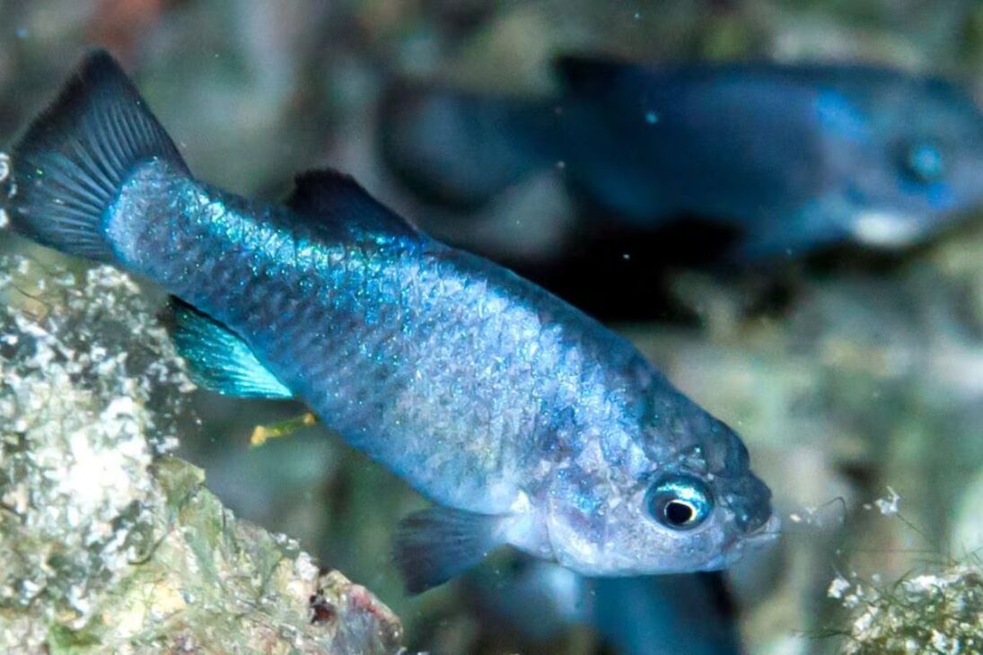 El pez más raro del mundo vive en el Hoyo del Diablo, en el desierto de Mojave, sobrevive con poco oxígeno disuelto y enfrenta un riesgo real de extinción