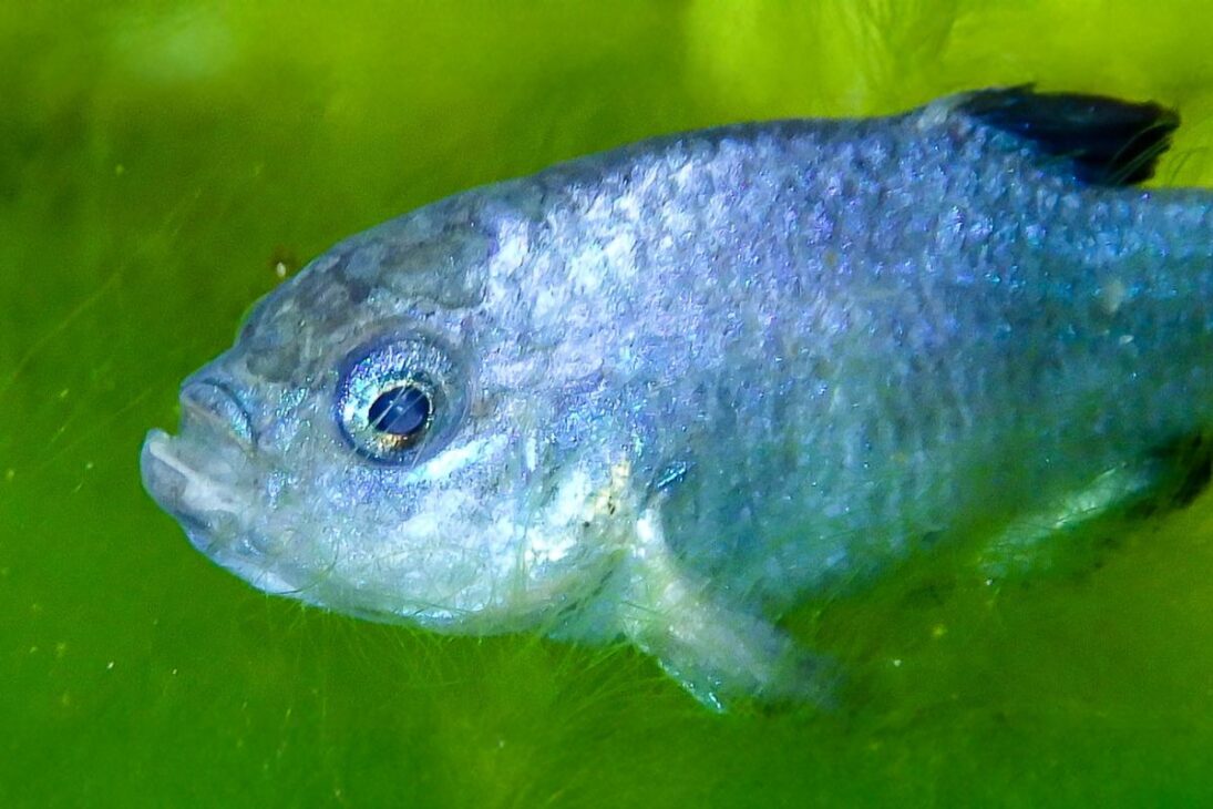El pez más raro del mundo vive en el Hoyo del Diablo, en el desierto de Mojave, sobrevive con poco oxígeno disuelto y enfrenta un riesgo real de extinción