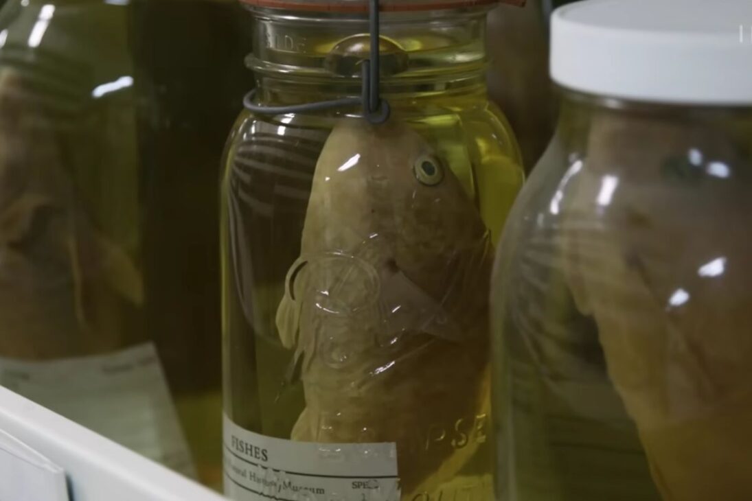 En El Field De Chicago, Animales En Alcohol Se Convierten En Archivo De ADN: El Alcohol Preserva Evidencias Durante Décadas Y Ayuda A Revelar Especies En Una Colección De Millones.