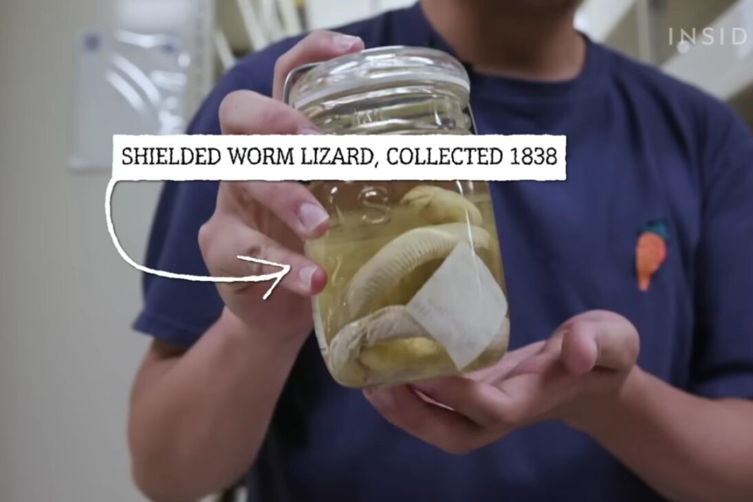 En El Field De Chicago, Animales En Alcohol Se Convierten En Archivo De ADN: El Alcohol Preserva Evidencias Durante Décadas Y Ayuda A Revelar Especies En Una Colección De Millones.