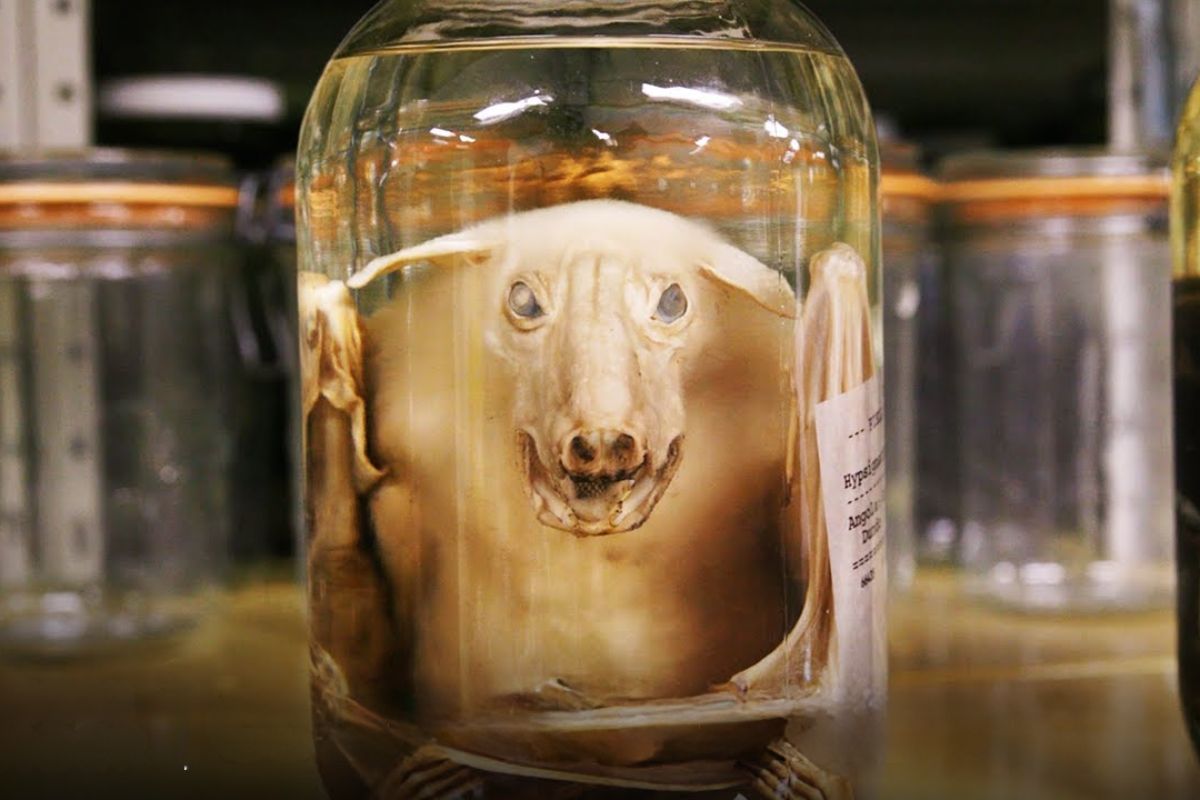 No Field em Chicago, animais em álcool viram arquivo de DNA: álcool preserva evidências por décadas e ajuda a revelar espécies em um acervo de milhões.