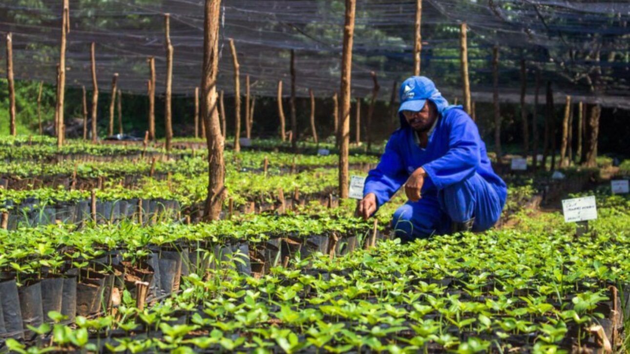 Trabajador realiza manejo de plántulas nativas de la Mata Atlántica en vivero forestal utilizado en el reforestación del Puerto de Suape, en Pernambuco, como parte de acción ambiental reconocida por el gobierno federal.