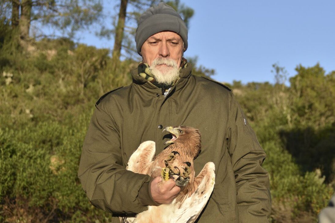 águia considerada extinta volta à Sardenha com a reintrodução da águia-de-Bonelli, recupera a cadeia alimentar e reforça a conservação na Europa.