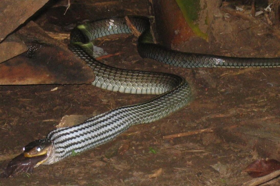 Cobra no venenosa en el pasto reduce serpientes venenosas, amplía la protección del ganado, disminuye accidentes rurales y fortalece las ganancias en el campo brasileño.
