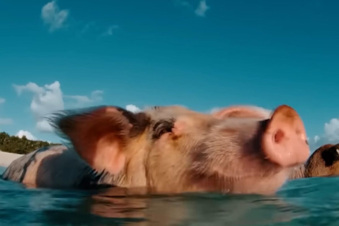 En la Isla de los Cerdos, playa paradisíaca en Exuma Bahamas, los cerdos nadadores se convierten en símbolo del turismo en las Bahamas y atraen visitantes de todo el mundo.