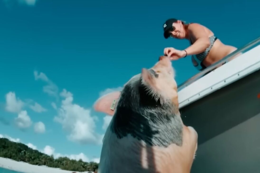En la Isla de los Cerdos, playa paradisíaca en Exuma Bahamas, los cerdos nadadores se convierten en símbolo del turismo en las Bahamas y atraen visitantes de todo el mundo.