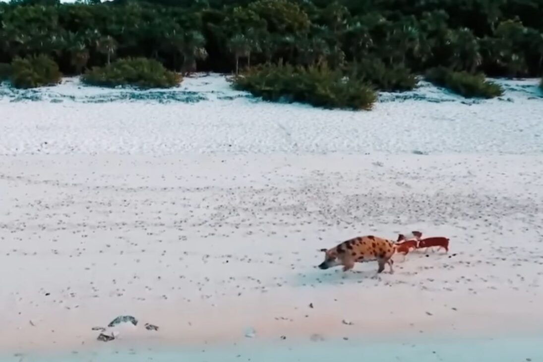 En la Isla de los Cerdos, playa paradisíaca en Exuma Bahamas, los cerdos nadadores se convierten en símbolo del turismo en las Bahamas y atraen visitantes de todo el mundo.