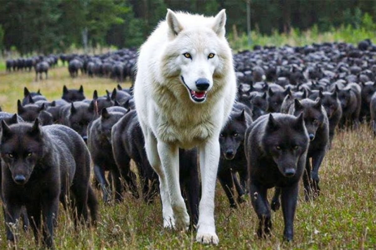 Lobos e gado convivem com cercas elétricas, fladry e cães de guarda, reduzindo ataques sem matar predadores e protegendo a produção rural.
