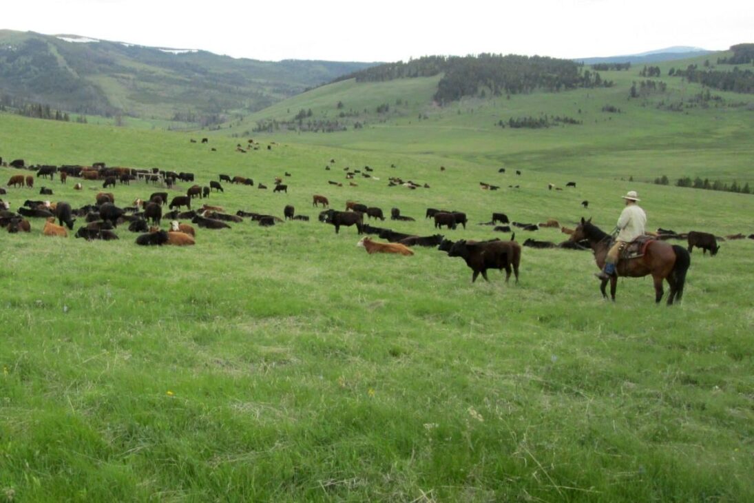 Los lobos y el ganado conviven con cercas eléctricas, fladry y perros de guarda, reduciendo ataques sin matar depredadores y protegiendo la producción rural.