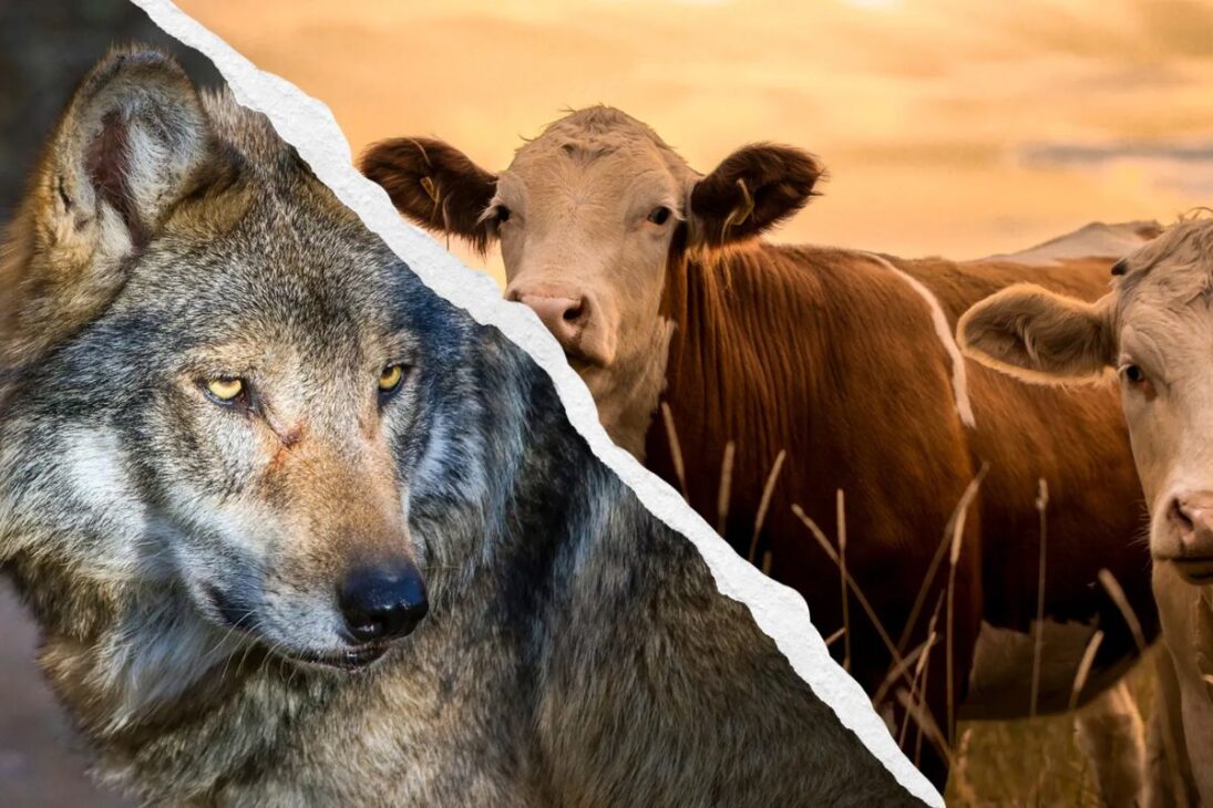 Los lobos y el ganado conviven con cercas eléctricas, fladry y perros de guarda, reduciendo ataques sin matar depredadores y protegiendo la producción rural.