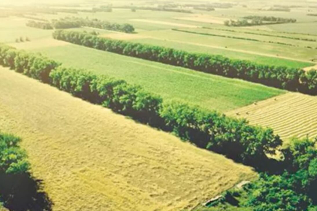 Cuando la tierra se convirtió en polvo, los EUA plantaron 220 millones de árboles para detener el viento, salvar granjas y demostrar que un bosque planificado puede ser la infraestructura