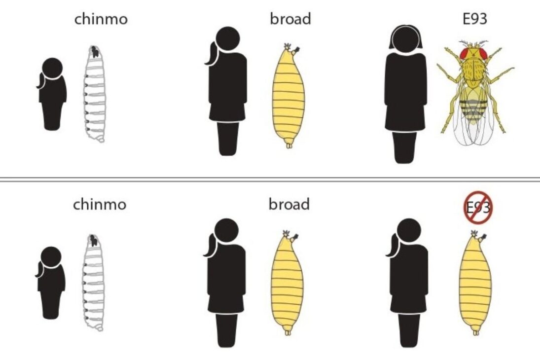 La oruga no siempre se convierte en mariposa: la metamorfosis puede ser interrumpida por virus, avispas y parásitos que reprograman el cuerpo, transforman la oruga en huésped zombi y cambian el destino del insecto.