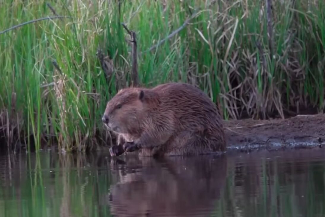 Entiende cómo los castores fueron liberados en el desierto y cambiaron el río San Pedro con represas que recargan acuíferos, amplían bogares y elevan aves, en un caso de restauración ecológica observado en Arizona.