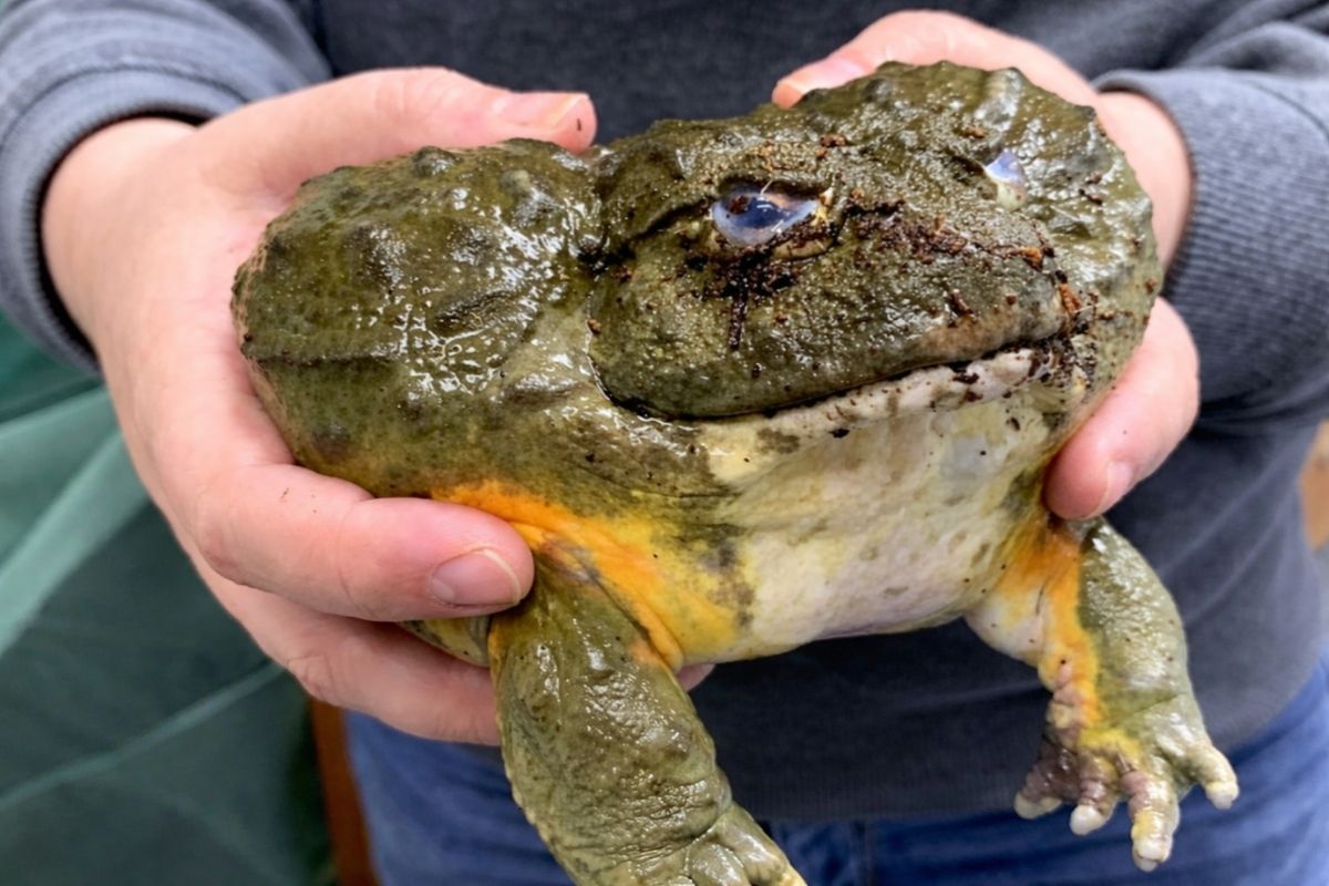 Rã-touro africana, o anfíbio gigante que cava tocas, vira pet exótico, caça cobras e pássaros, come os próprios filhotes e ainda luta para sobreviver num planeta cada vez
