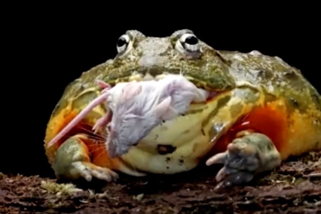Rana toro africana, anfibio gigante que practica canibalismo entre renacuajos y hasta se convierte en mascota exótica; vea hábitat, reproducción y amenazas.