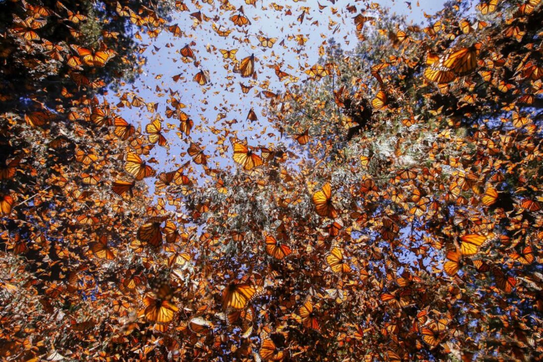 El Bosque de Las Mariposas Monarca En México Enfrenta Migración Amenazada Por Cárteles, Mientras Que Científicos Replantan Árboles Para Salvar El Fenómeno Natural.