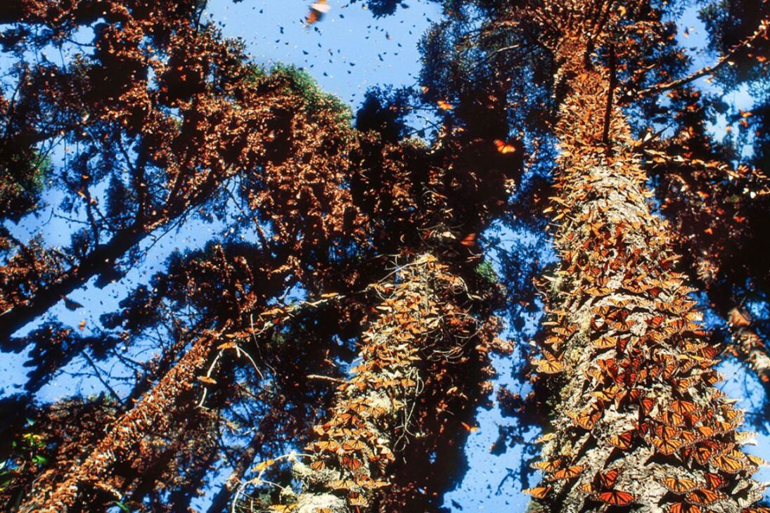 El Bosque de Las Mariposas Monarca En México Enfrenta Migración Amenazada Por Cárteles, Mientras Que Científicos Replantan Árboles Para Salvar El Fenómeno Natural.