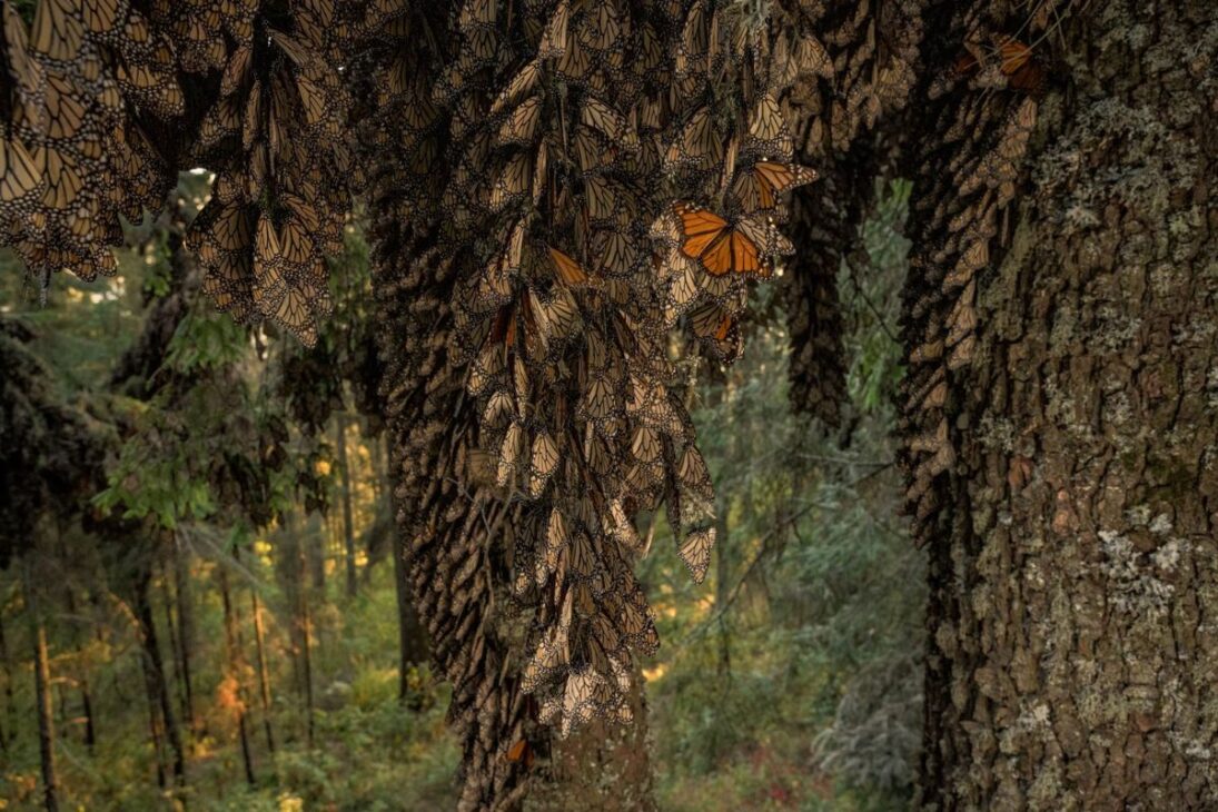 El Bosque de Las Mariposas Monarca En México Enfrenta Migración Amenazada Por Cárteles, Mientras Que Científicos Replantan Árboles Para Salvar El Fenómeno Natural.