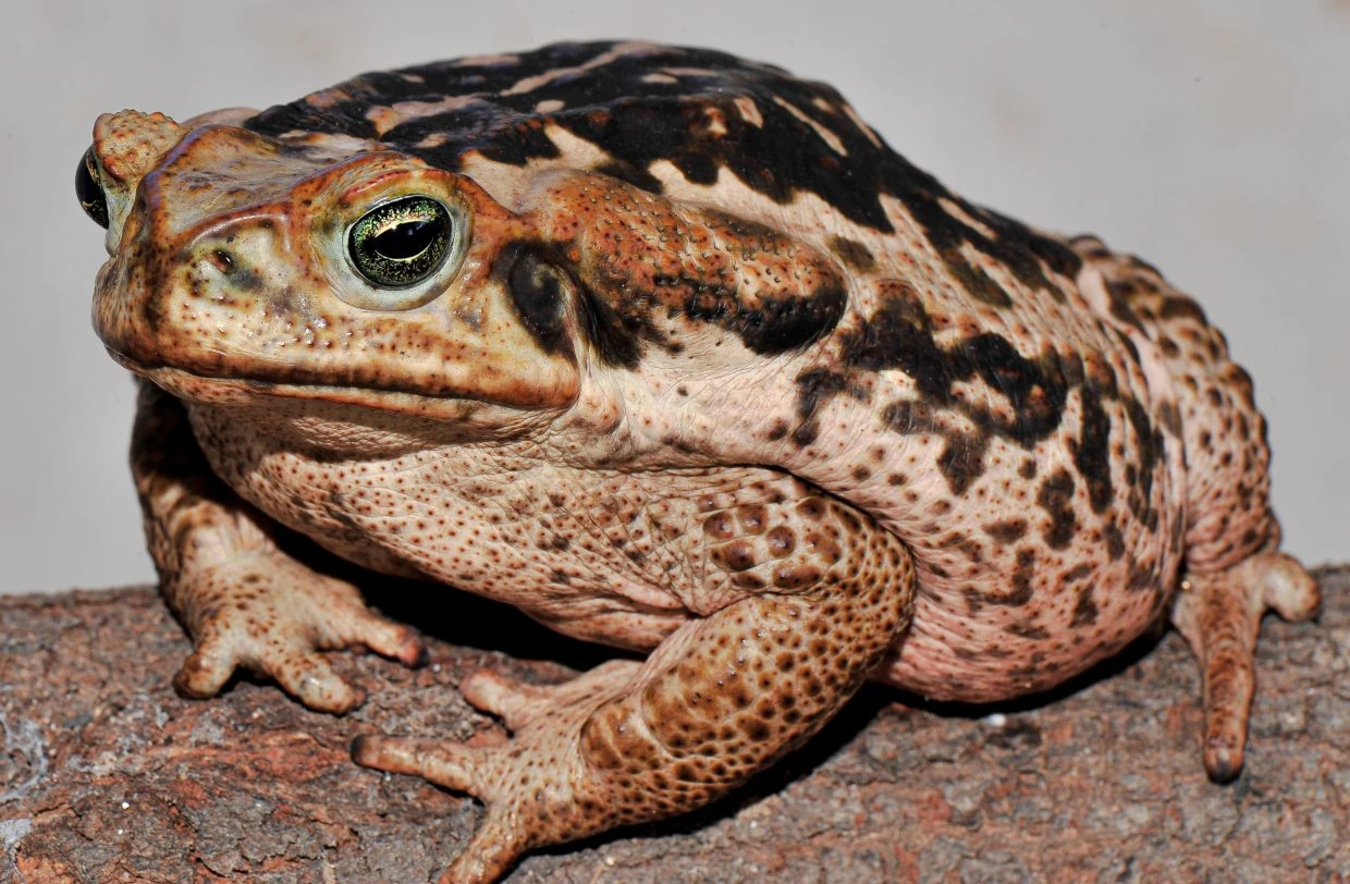 Sapo-cururu, espécie comum no Brasil, virou pesadelo ecológico na Austrália: espalhou-se por milhares de quilômetros, envenenou predadores nativos, desorganizou cadeias ecológicas inteiras e segue avançando apesar de décadas de tentativas de contenção