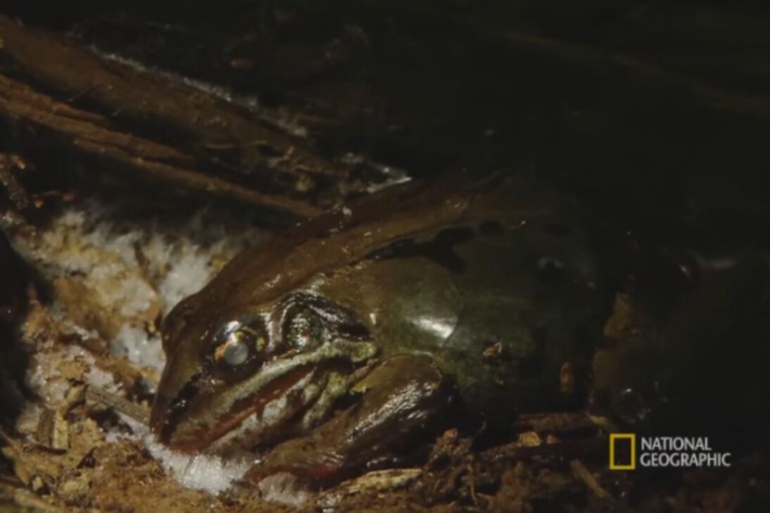 Sapo-de-la-floresta muestra cómo un sapo congelado sobrevive al invierno en Alaska con anticongelante natural y aún enfrenta mosquitos en Alaska.