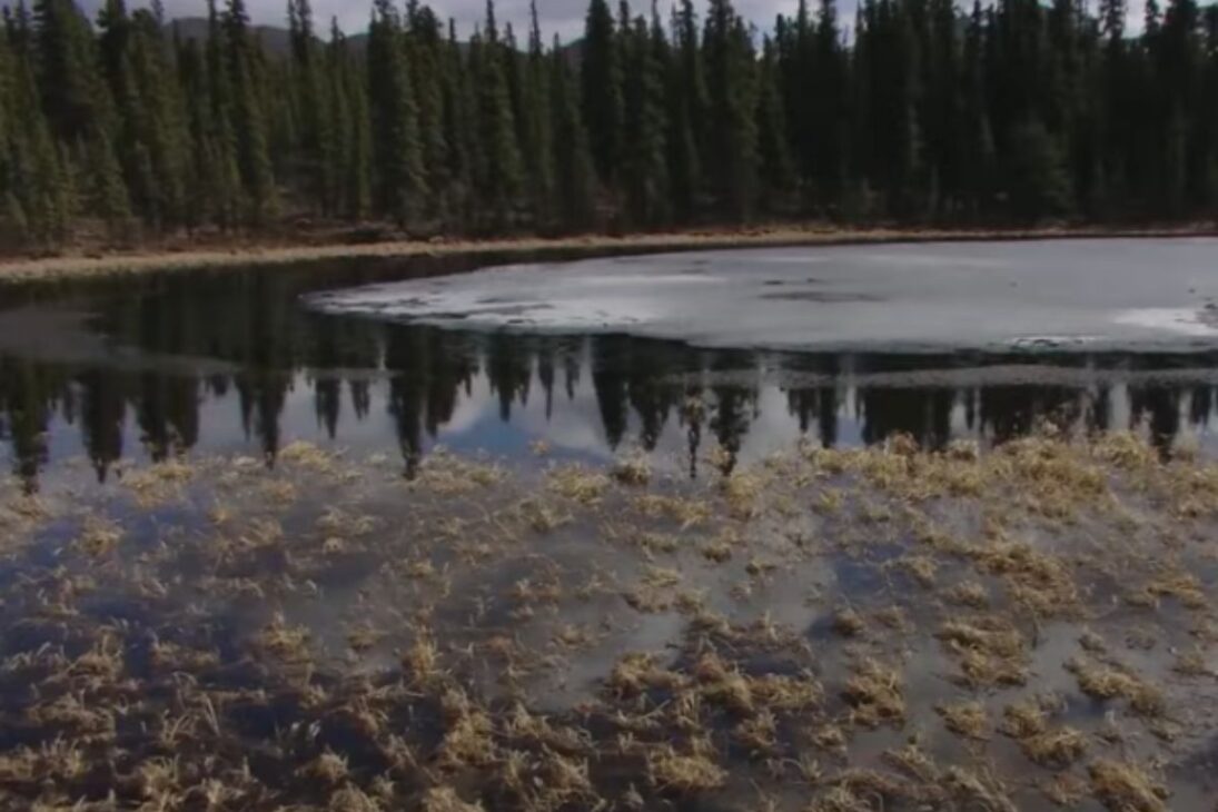 Sapo-de-la-floresta muestra cómo un sapo congelado sobrevive al invierno en Alaska con anticongelante natural y aún enfrenta mosquitos en Alaska.