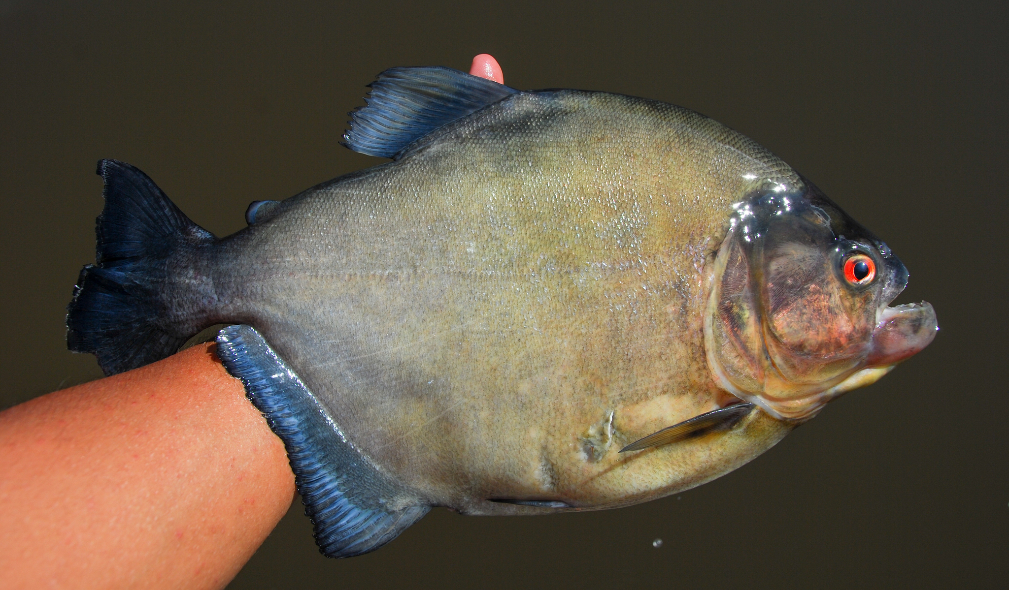 Com dentes semelhantes a lâminas, mais de 40 cm de comprimento e ataques em apneia, a piranha-preta (Serrasalmus rhombeus) ganhou fama entre mergulhadores como um dos predadores mais imprevisíveis da Amazônia