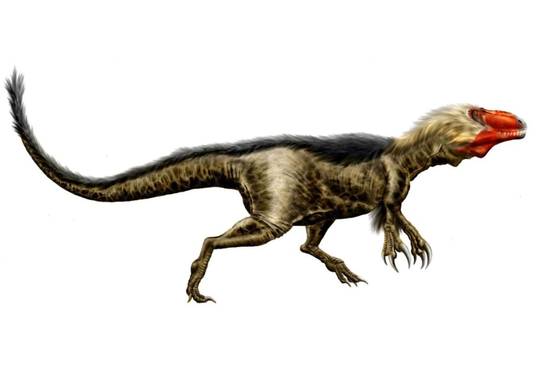 Además del T. Rex, el Dryptosaurus dominó los Apalaches, separado de Laramidia, como miembro de los tyrannosauroidia al final del Cretácico.