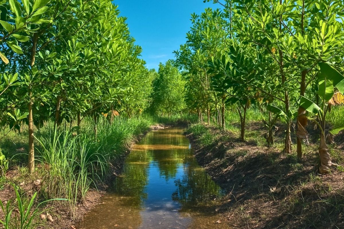 Fazenda na Tailândia supera a agricultura convencional ao regenerar o solo, reter toda a água da chuva e usar biomassa para produzir mais comida, reduzir custos e enfrentar secas extremas com eficiência comprovada.