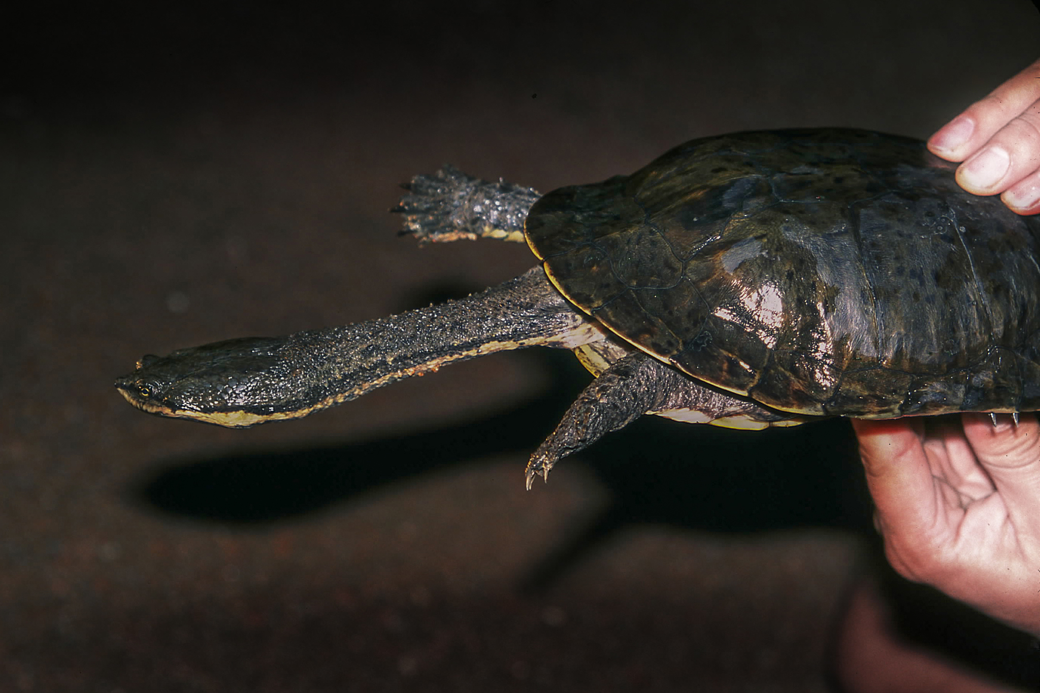 Réptil declarado extinto reaparece após mais de um século, sobreviveu isolado em um último refúgio, escapou do colapso causado por espécies invasoras, mobiliza cientistas internacionais e reacende planos globais de conservação