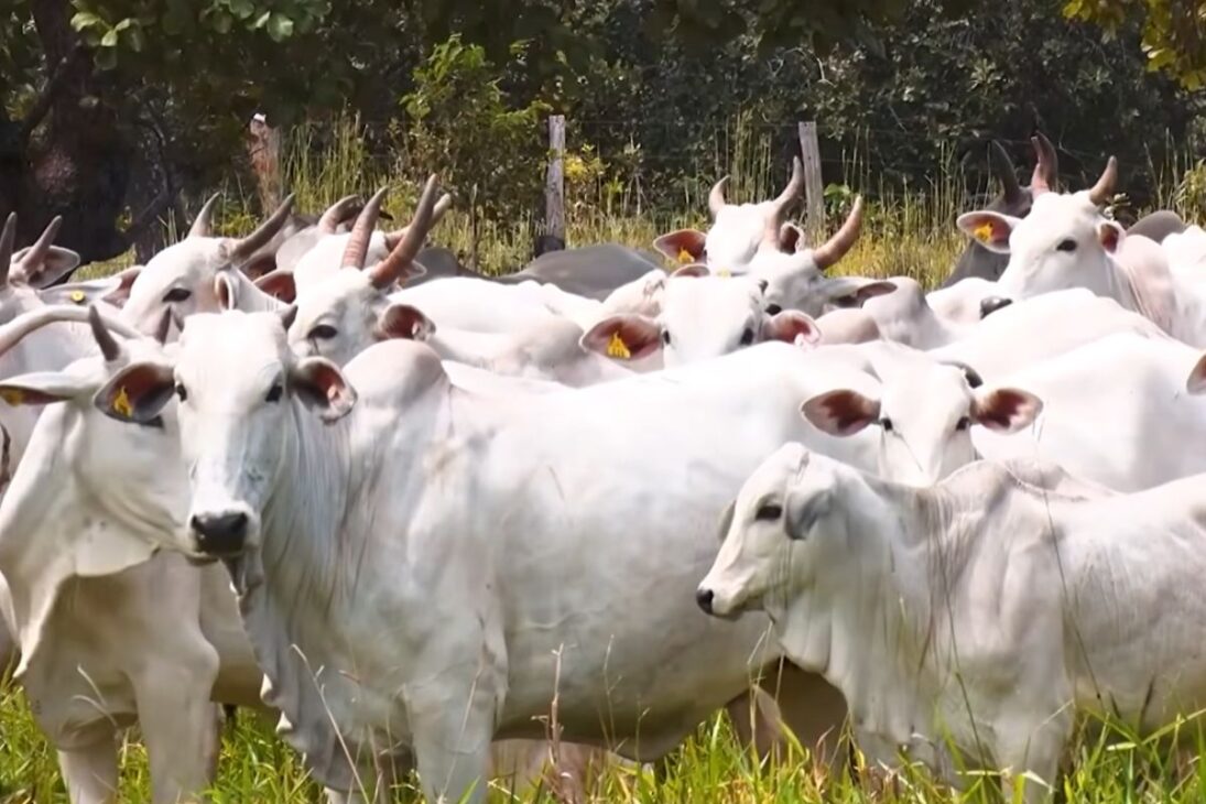 Tocantins crece por encima de la media en el agro; producción de granos, ganadería e irrigación cobran fuerza y el estado se convierte en un destacado en el Arco Norte.