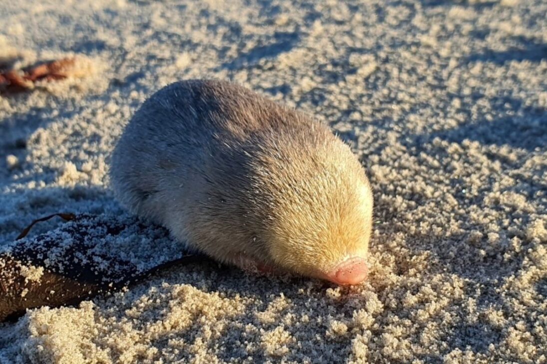 toggenburgo reaparece en Sudáfrica, confirmada por ADN ambiental, reavivando la alerta sobre especie extinta encontrada en dunas costeiras.