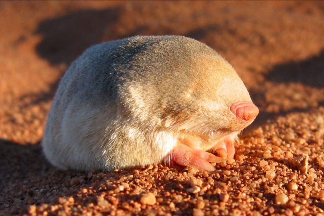 toggenburgo reaparece en Sudáfrica, confirmada por ADN ambiental, reavivando la alerta sobre especie extinta encontrada en dunas costeiras.