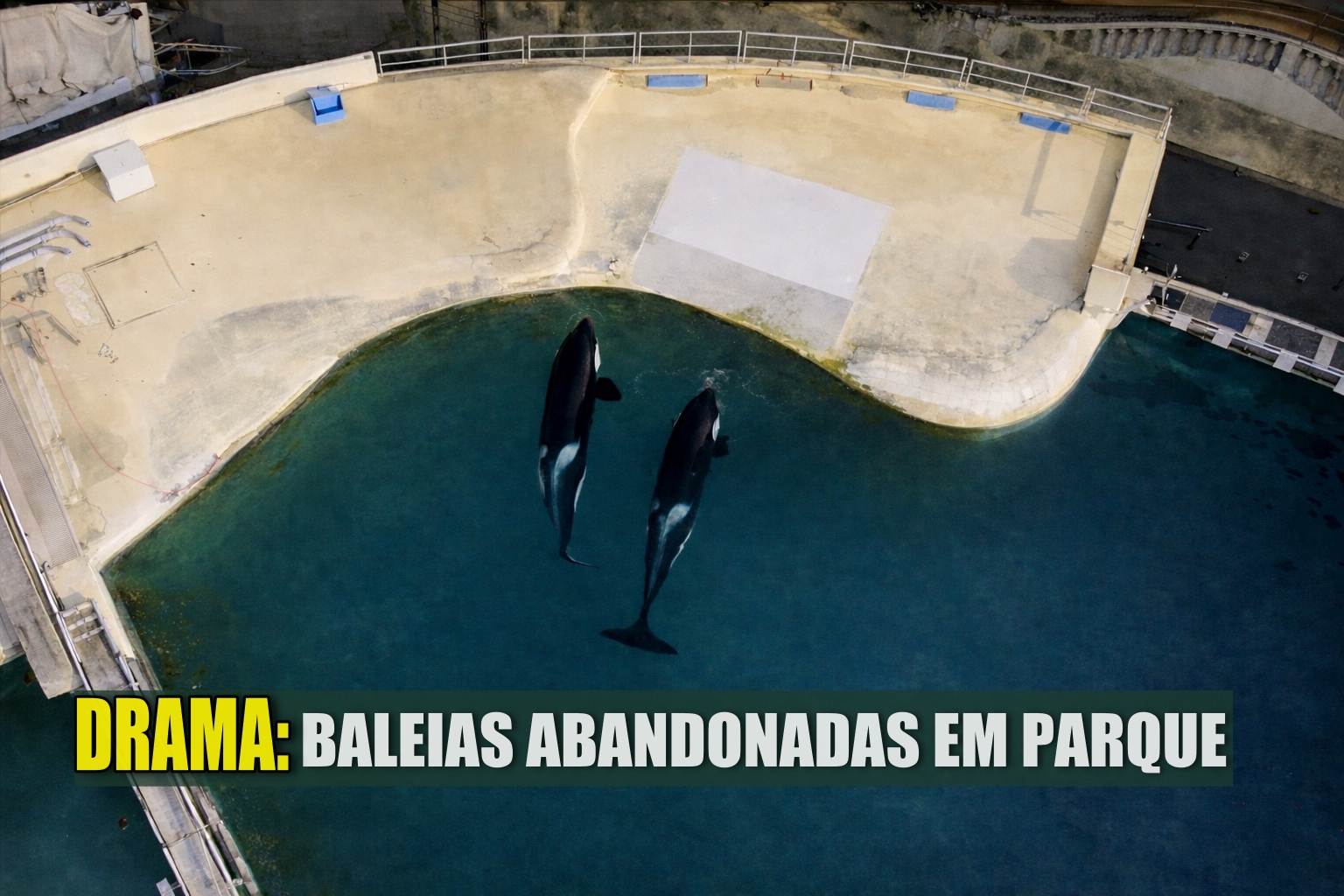 parques - orcas - baleias - animais em cativeiro - frança -