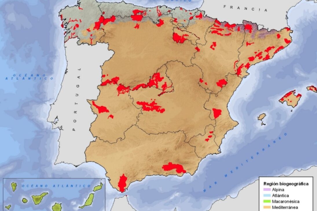 Un escarabajo protegido avanza sobre encinas en Salamanca, debilita bosques y expone el colapso de la dehesa, transformando un insecto pequeño en crisis ambiental, económica y política en el oeste de España.