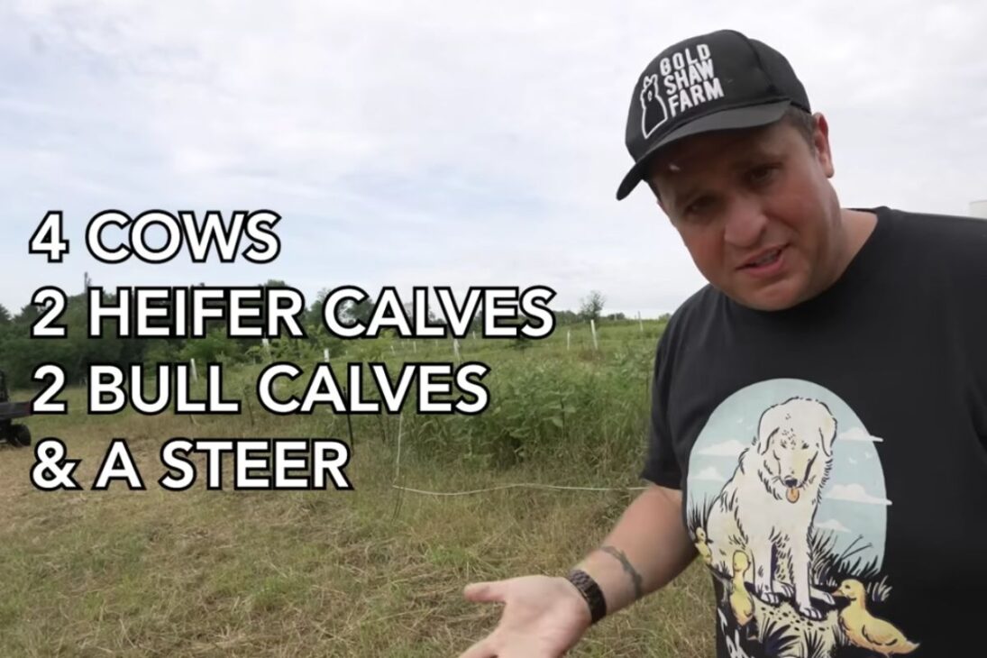 infestación extrema de moscas en la ganadería regenerativa con ganado Scottish Highland: el productor prueba trampas de moscas y fly paper, describe caída en 48 horas, costos, residuos generados y riesgos sanitarios.