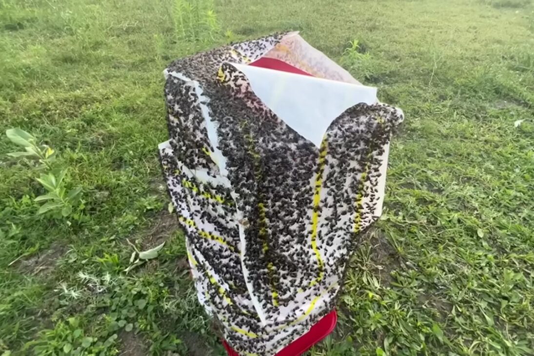 infestación extrema de moscas en la ganadería regenerativa con ganado Scottish Highland: el productor prueba trampas de moscas y fly paper, describe caída en 48 horas, costos, residuos generados y riesgos sanitarios.