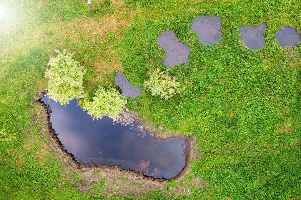 lago de 0,6 m vira poça vernal para anfíbios; rã-da-madeira deposita ovos e andorinhas usam lama para ninhos.