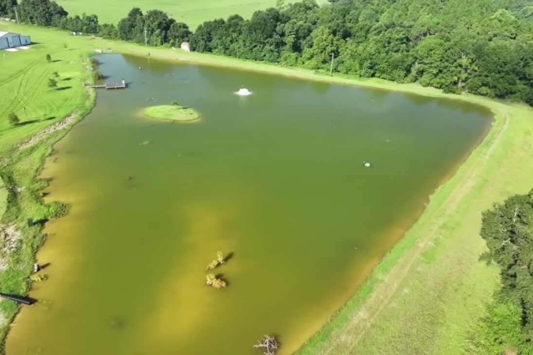 lago de 5 acres se convierte en eje de vida salvaje con águila calva y ciervos, mientras el róbalo tigre y la oferta de alimento cambian la gestión, la observación y la lógica del hábitat en la granja.