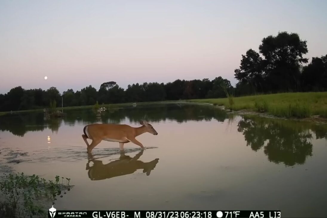 lago de 5 acres se convierte en eje de vida salvaje con águila calva y ciervos, mientras el róbalo tigre y la oferta de alimento cambian la gestión, la observación y la lógica del hábitat en la granja.