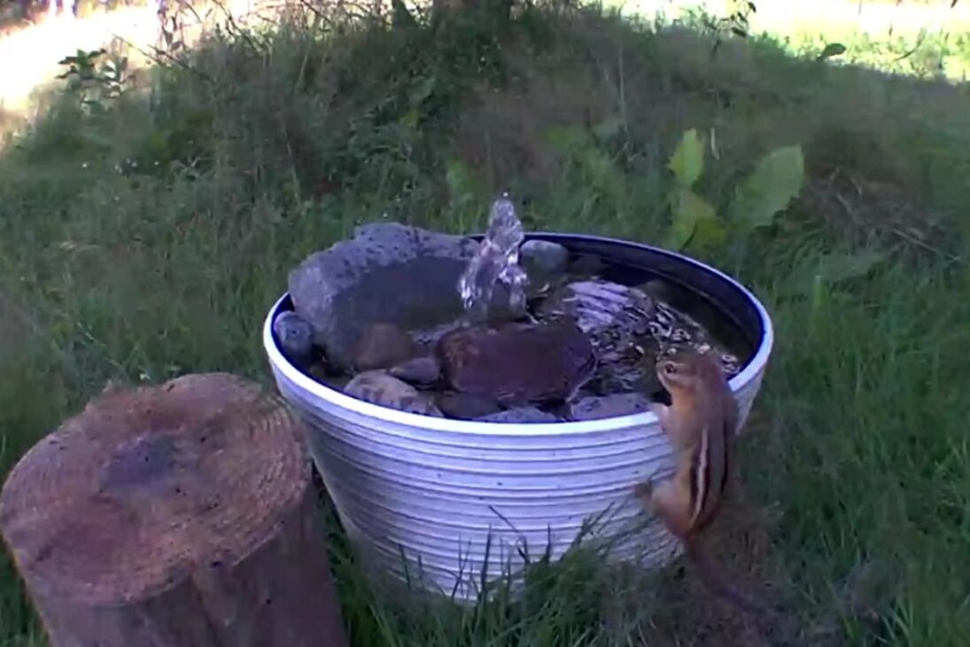 lago de banho de pájaros con cascada y bomba sufre con tormentas y apagones, vacía piscinas en el pozo y puede desbordar al valo; zorros, mapaches, mofetas y pavos utilizan el agua y remueven musgo bajo cámaras.