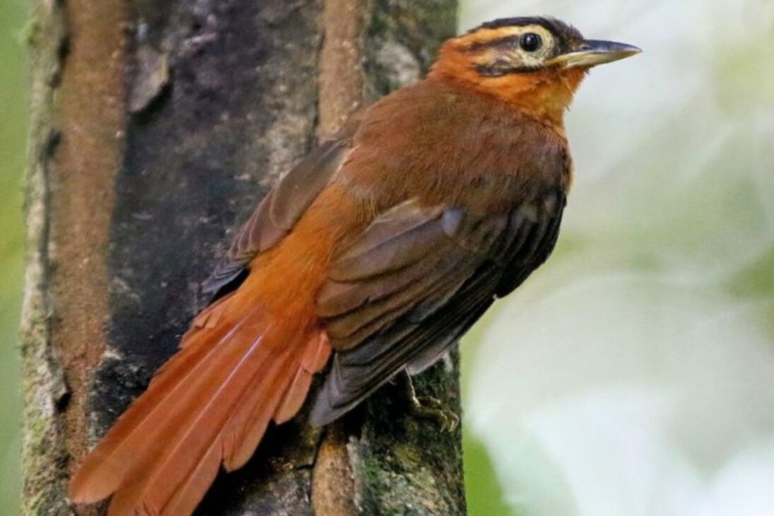 ave de 18 centímetros del Centro de Endemismo de Pernambuco, el limpia-folha-do-nordeste, desaparece tras 2007 y 2011; Estación Ecológica de Murici y RPPN Frei Caneca concentran los últimos registros y la alerta de probable extinción.