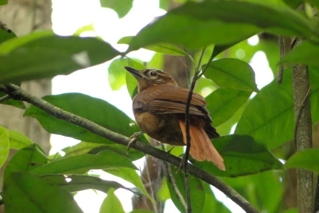 ave de 18 centímetros del Centro de Endemismo de Pernambuco, el limpia-folha-do-nordeste, desaparece tras 2007 y 2011; Estación Ecológica de Murici y RPPN Frei Caneca concentran los últimos registros y la alerta de probable extinción.