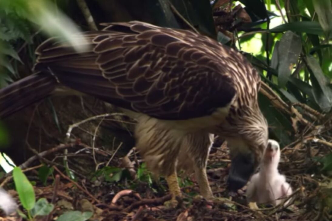 Águila de Filipinas, ave de rapiña y especie críticamente amenazada, depende de cada raro polluelo en las selvas de Filipinas para sobrevivir.