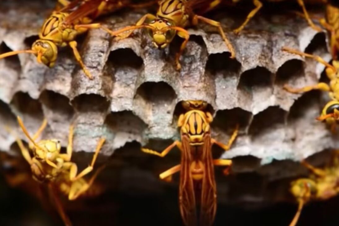En la isla Christmas, la hormiga invasora mata cangrejos rojos hasta que los científicos usan una avispa asesina en control biológico para salvar la isla.