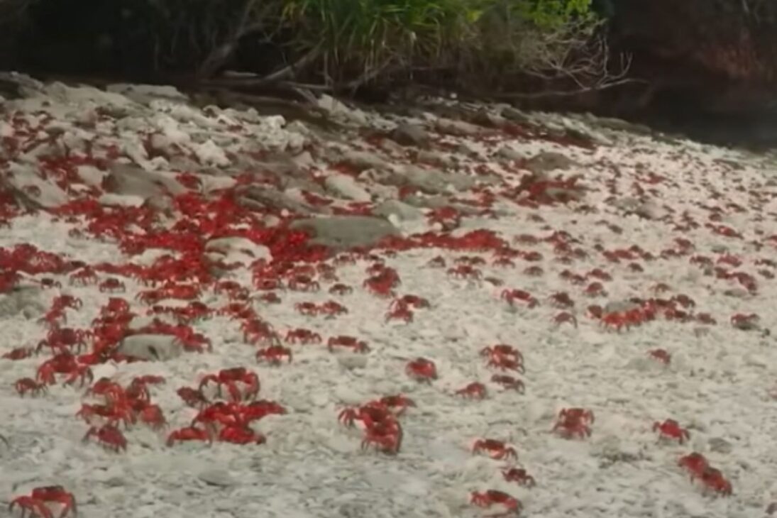En la isla Christmas, la hormiga invasora mata cangrejos rojos hasta que los científicos usan una avispa asesina en control biológico para salvar la isla.